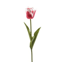 Tulipano bianco fuxia h 62 in plastica