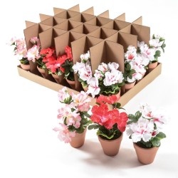 Azalea in vaso h20 colori assortiti
