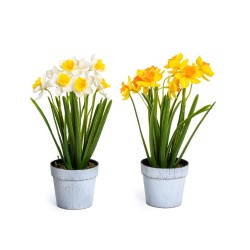 Narcisi in vaso h 27 col.ass